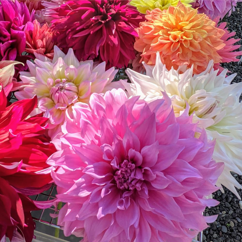 Mixrug dahlia seeds variabilis seed tray germination shows early growth prospects.