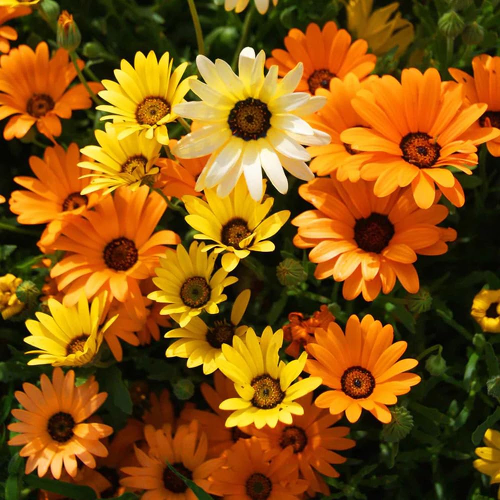Mixrug daisies attract butterflies and bees to support pollinators in your outdoor space