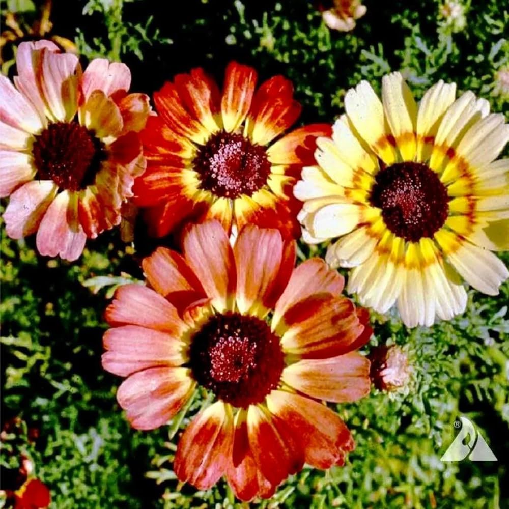 Mixrug Gerbera Daisy seeds germination tips guide to quick sprouting
