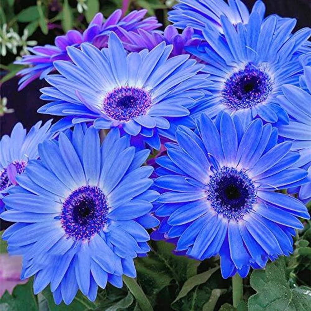 Mixrug Daisy seeds planting depth guide showing 1/16 inch depth for proper germination