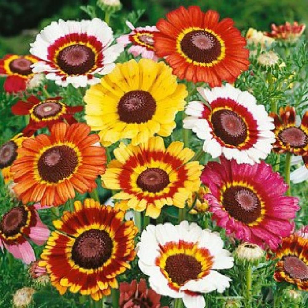 Mixrug Daisy seeds spacing guidance emphasizing 12 inches apart for healthy growth