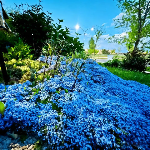 Mixrug deer and rabbit resistant thyme ideal for rock garden borders
