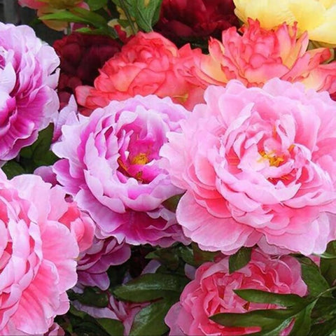 Mixrug deer-resistant peonies add resilient color to your garden beds.