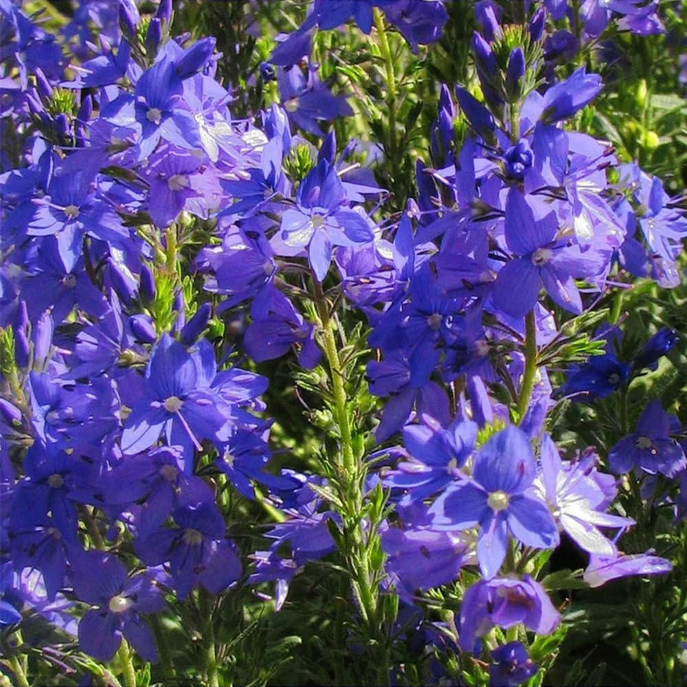 Mixrug deer-resistant Veronica plants protect garden from wildlife with blur of blue.