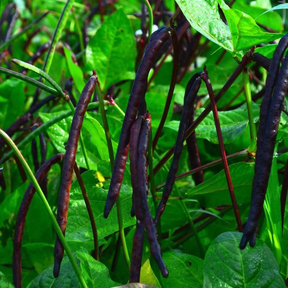 Mixrug delicious and nutritious peas seeds showcase plump pods and protein-rich harvests.