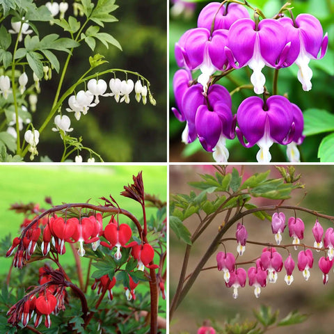 Mixrug Dicentra Spectabilis seed packet ready for outdoor garden planting