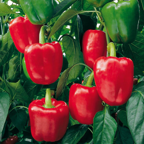 Mixrug disease-resistant pepper plants delivering reliable fruit set.