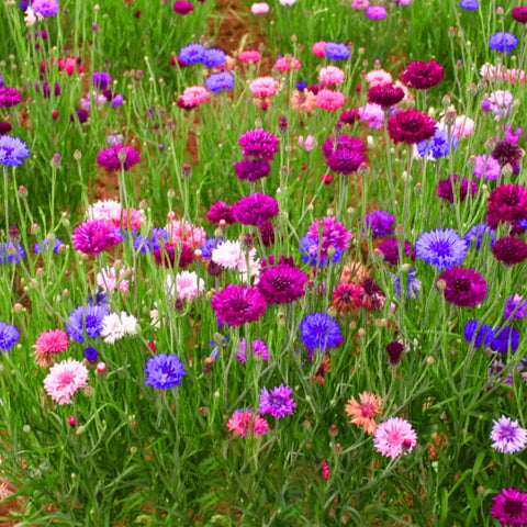 Mixrug vibrant cornflowers brighten home gardens and borders.