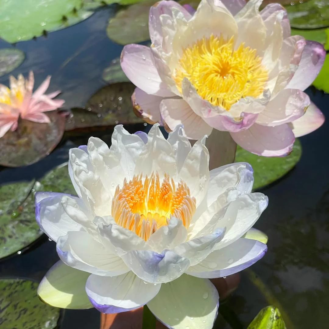 Mixrug drought- and moisture-tolerant lotus for resilience