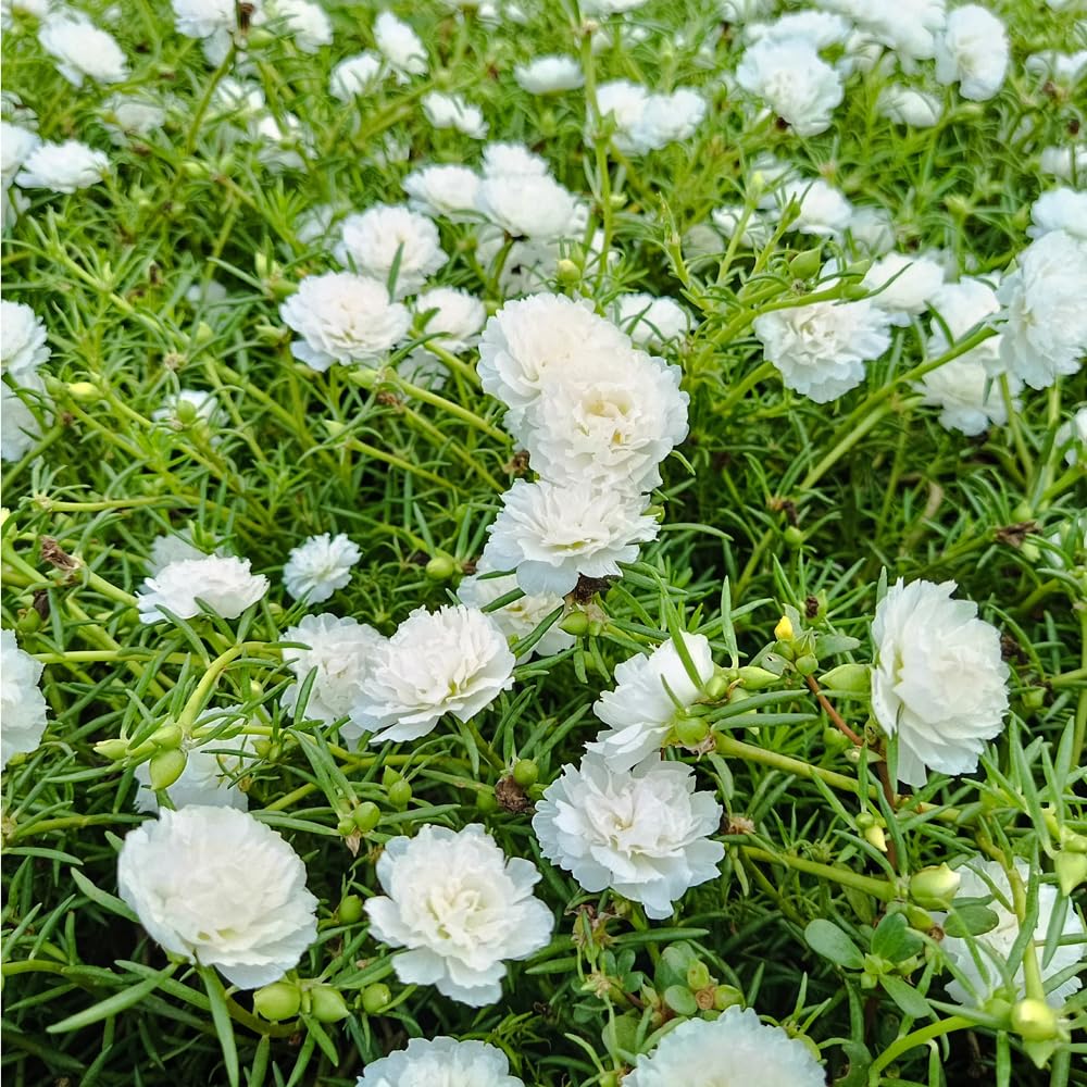 Mixrug drought-tolerant blooms in poor soil conditions.