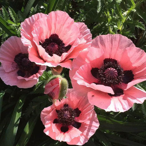 Mixrug drought-tolerant poppies ideal for low-water landscapes.