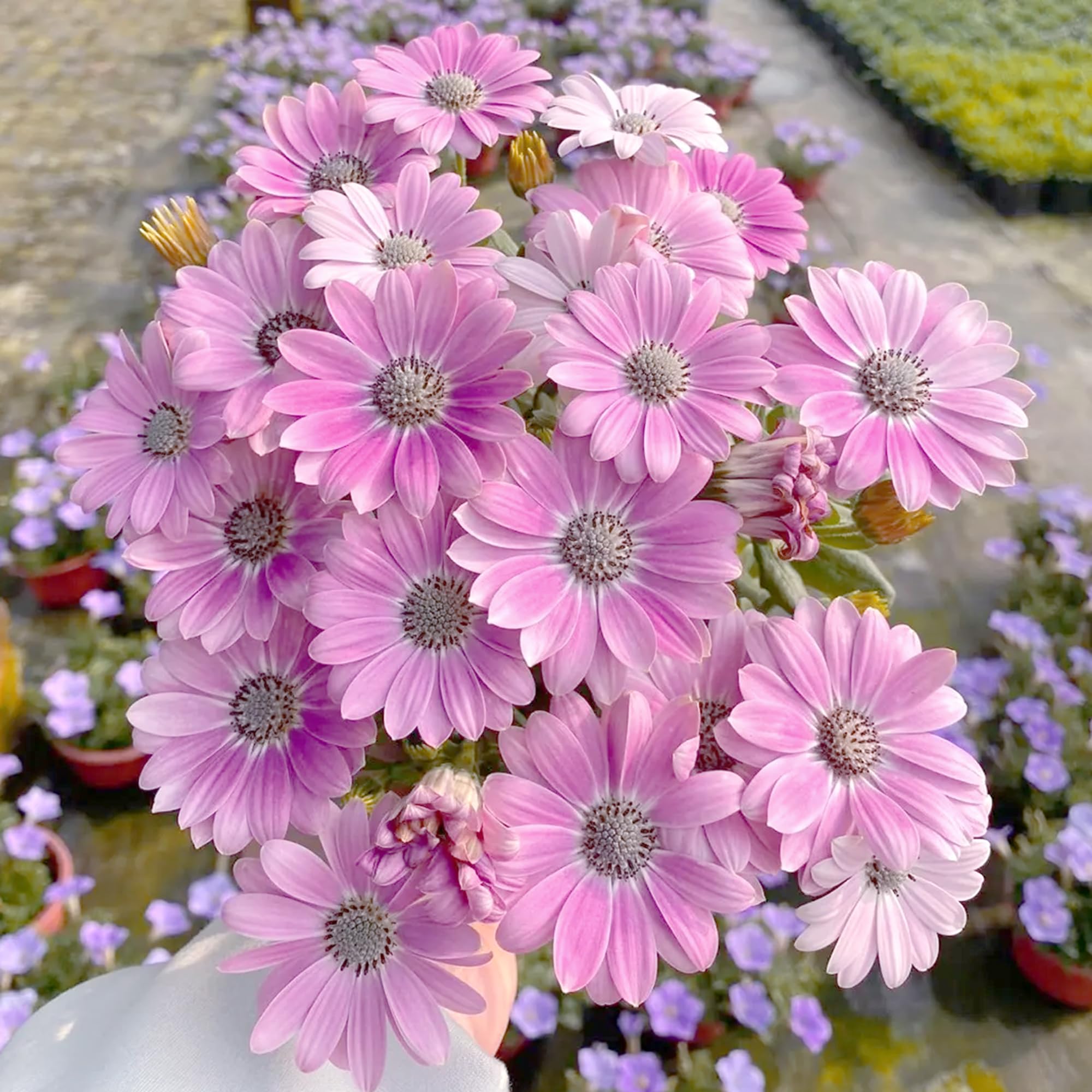 Mixrug drought-tolerant cape daisies thrive with minimal watering.