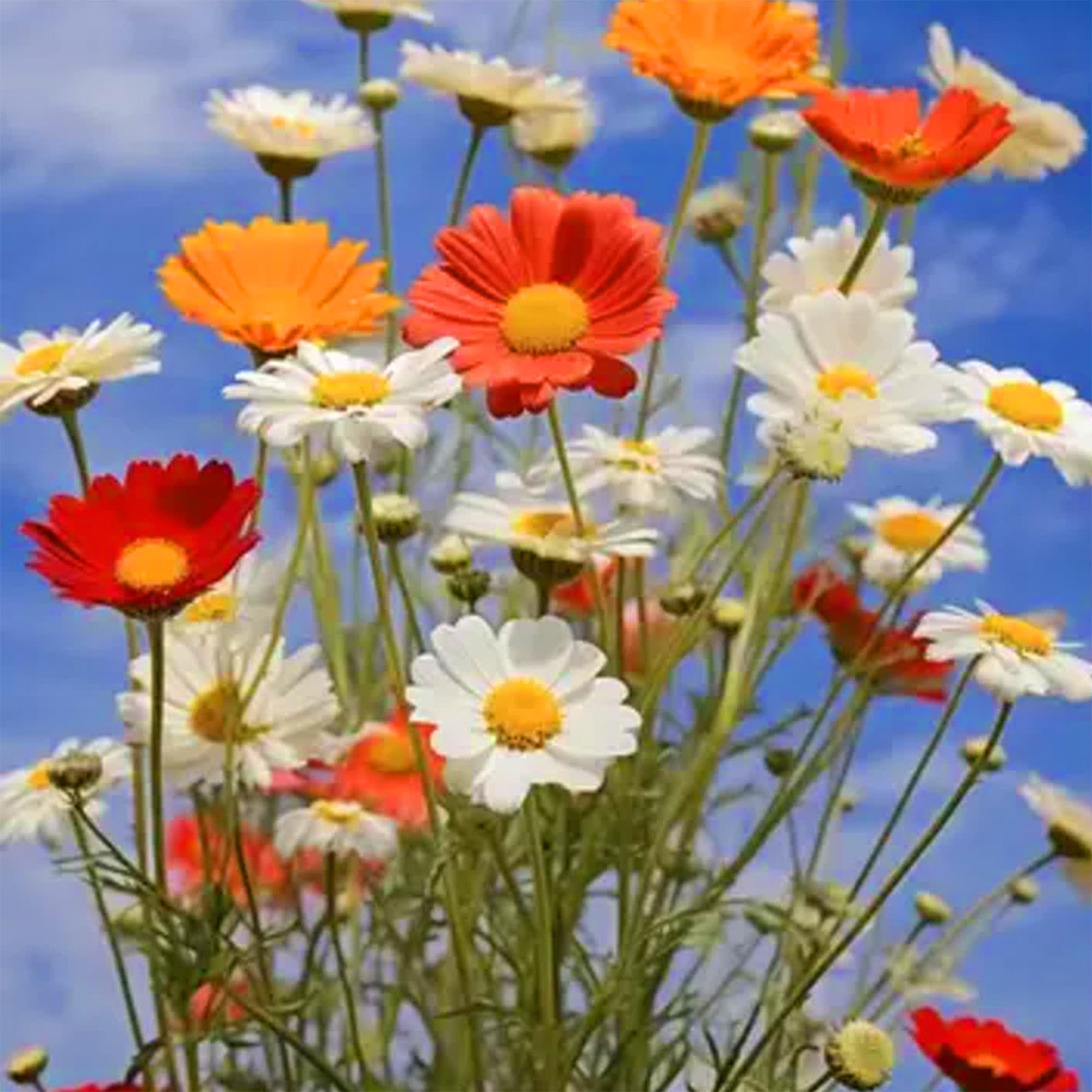 Mixrug drought-tolerant cosmos plants thrive in sun or light shade
