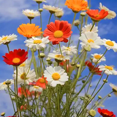 Mixrug drought-tolerant cosmos plants thrive in sun or light shade