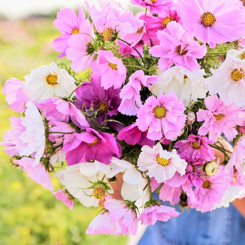 Mixrug drought-tolerant cosmos thrive with little watering.