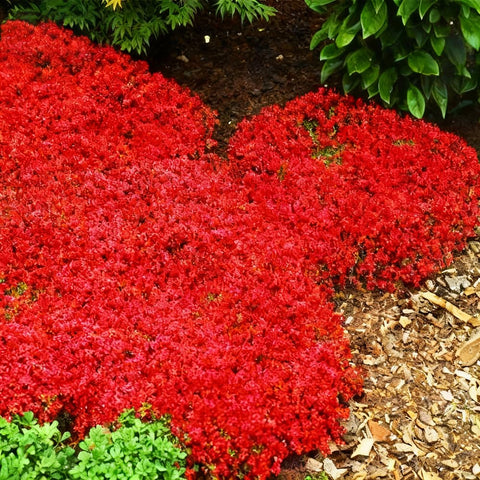 Mixrug drought-tolerant and deer-resistant thyme for sun to partial shade