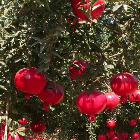 Mixrug drought-tolerant tree supports sustainable gardening in hot climates.