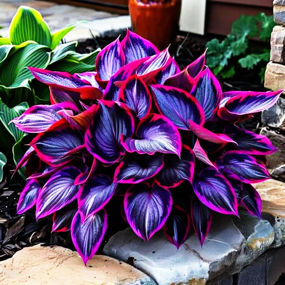 Mixrug drought-tolerant hosta seeds for shaded areas