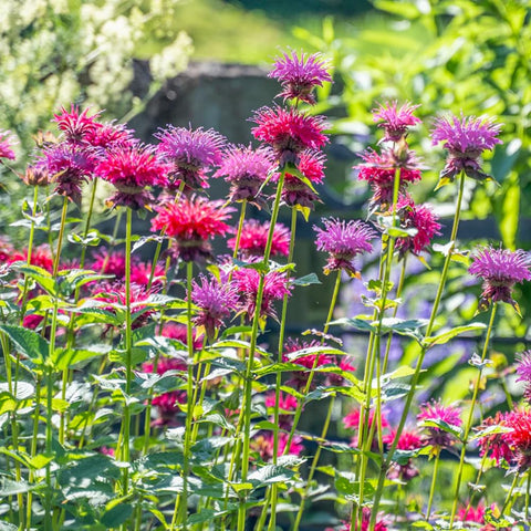 Mixrug drought-tolerant Monarda thrives in sun with minimal irrigation