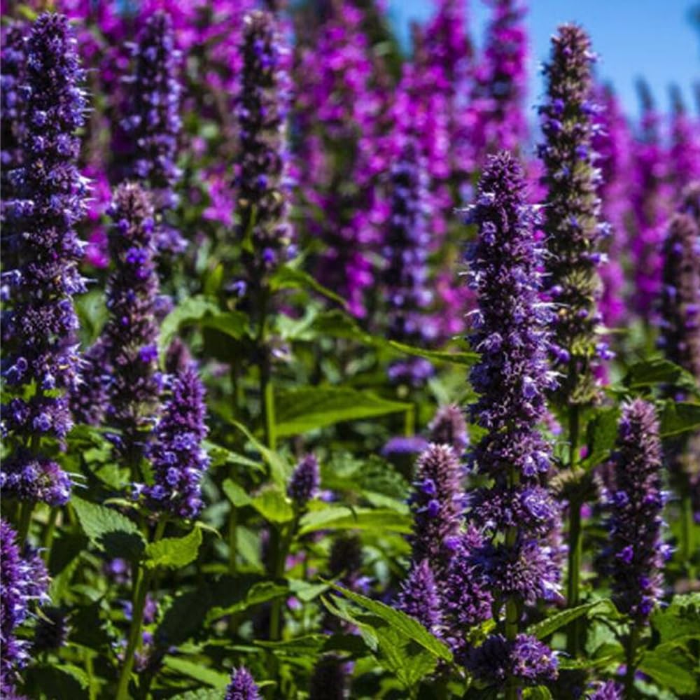 Mixrug drought-tolerant perennial ideal for hot dry borders.