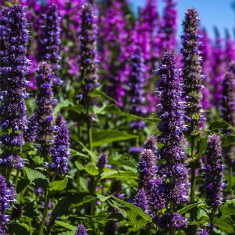 Mixrug drought-tolerant perennial ideal for hot dry borders.