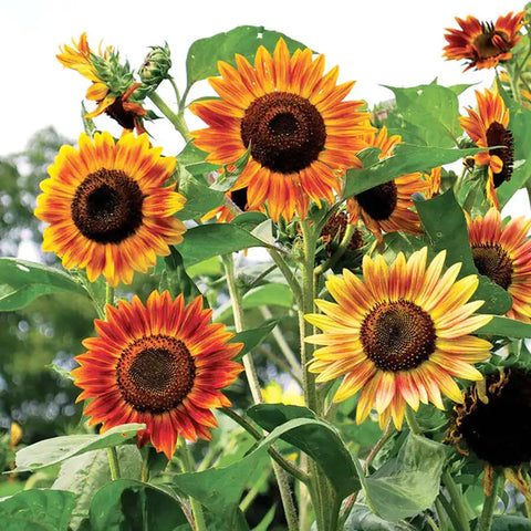 Mixrug drought-tolerant sunflowers thrive with minimal watering in hot summers.