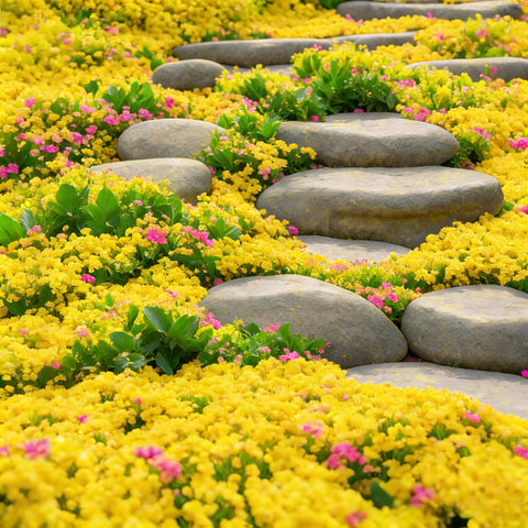 Mixrug drought-tolerant-thyme established-area image demonstrates low-water landscaping potential