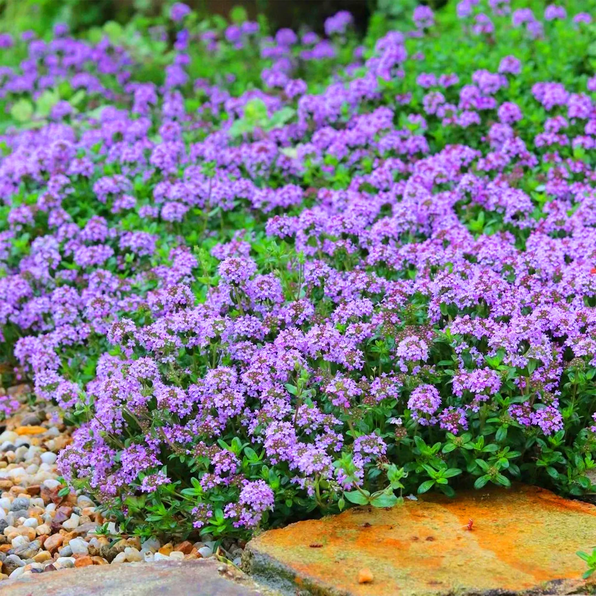 Thyme thriving in drought-tolerant garden setups and low-water landscapes.