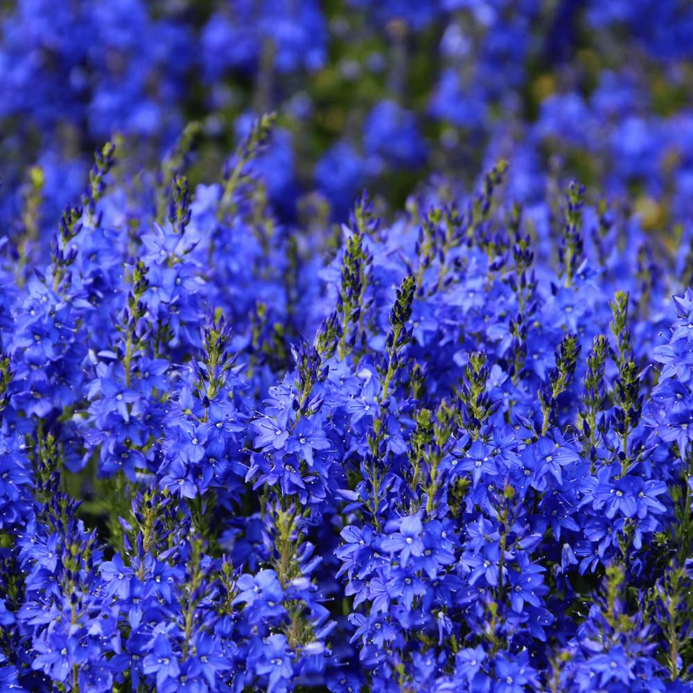 Mixrug drought-tolerant Veronica blooms provide color from spring through summer.