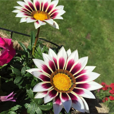 Mixrug drought-tolerant Gazania thrives with moderate watering.