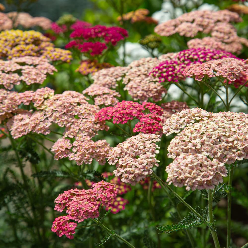Mixrug drought-tolerant yarrow supports low-water landscaping.