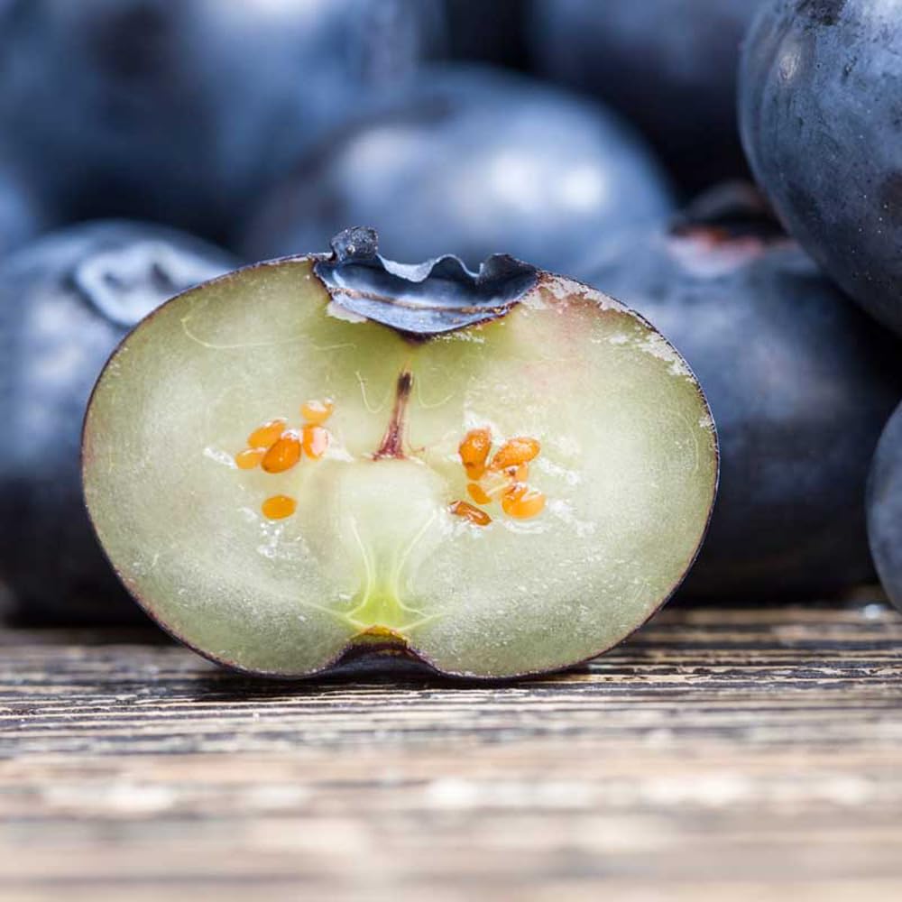 Mixrug dwarf blueberry seeds germination setup for home gardens