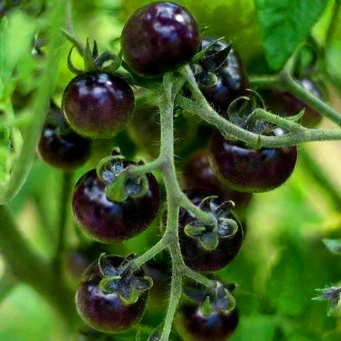 Mixrug Dwarf Cherokee tomato seeds harvest-ready tomatoes on vines