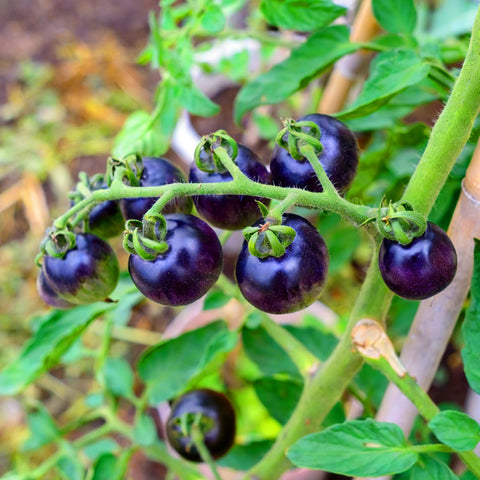 Mixrug Dwarf Cherokee tomato seeds shown for hydroponic growing