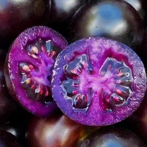 Mixrug Dwarf Cherokee tomato seeds indoors for container gardening
