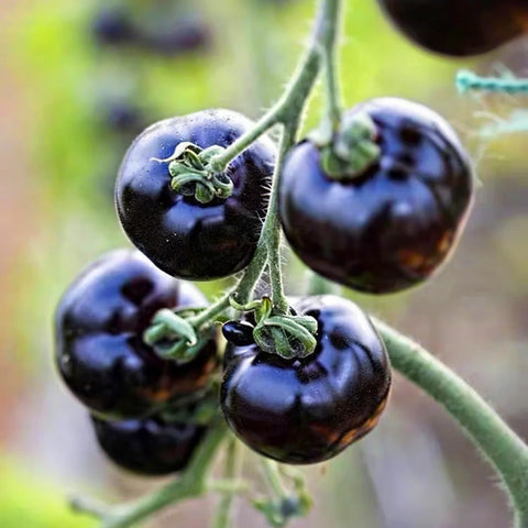 Mixrug Dwarf Cherokee tomato seeds thriving outdoors in a garden bed