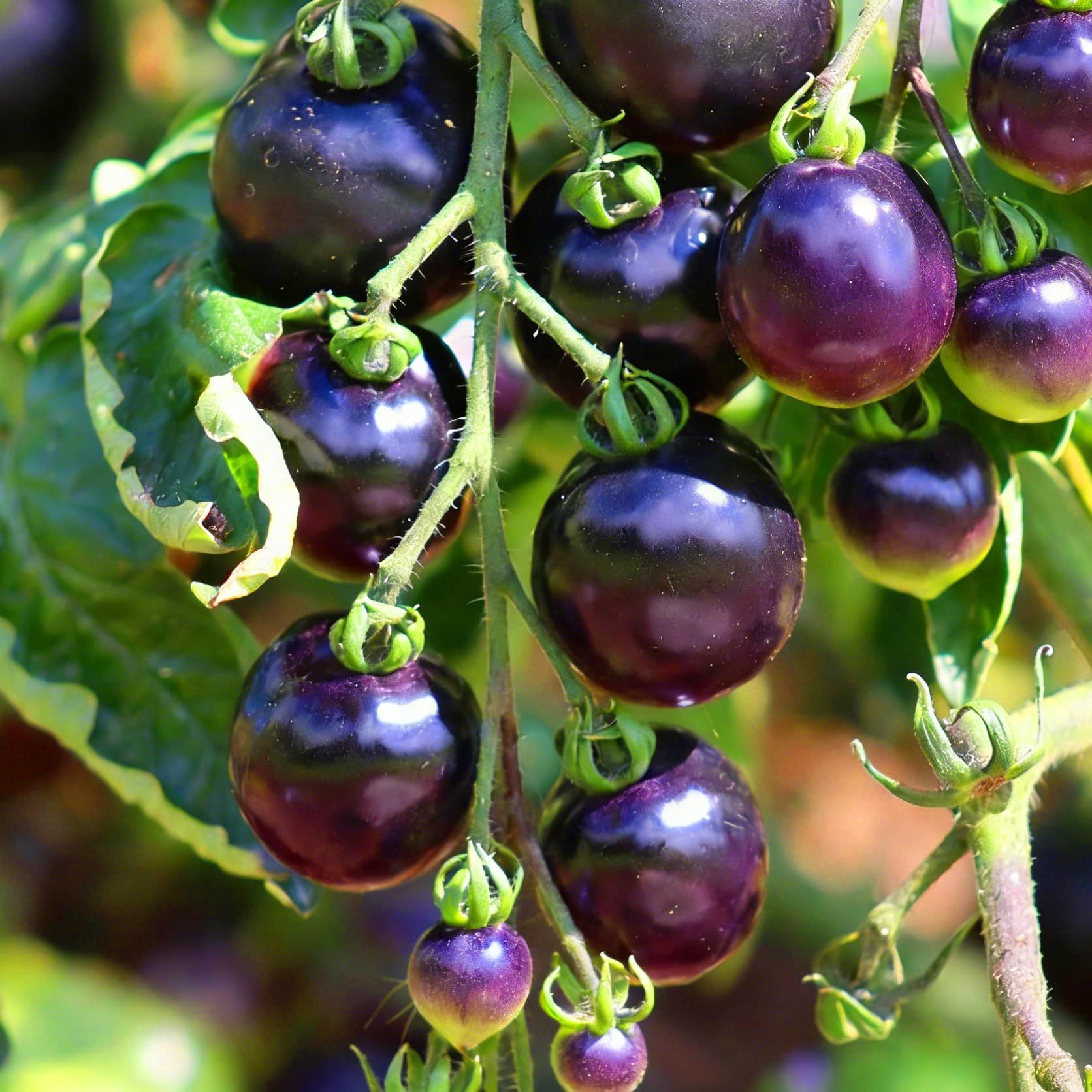 Mixrug Dwarf Cherokee tomato seeds packet front view for home gardening