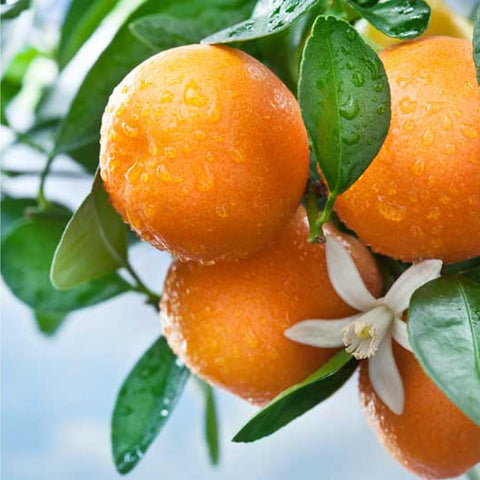 Mixrug dwarf citrus tree in a compact footprint for patios