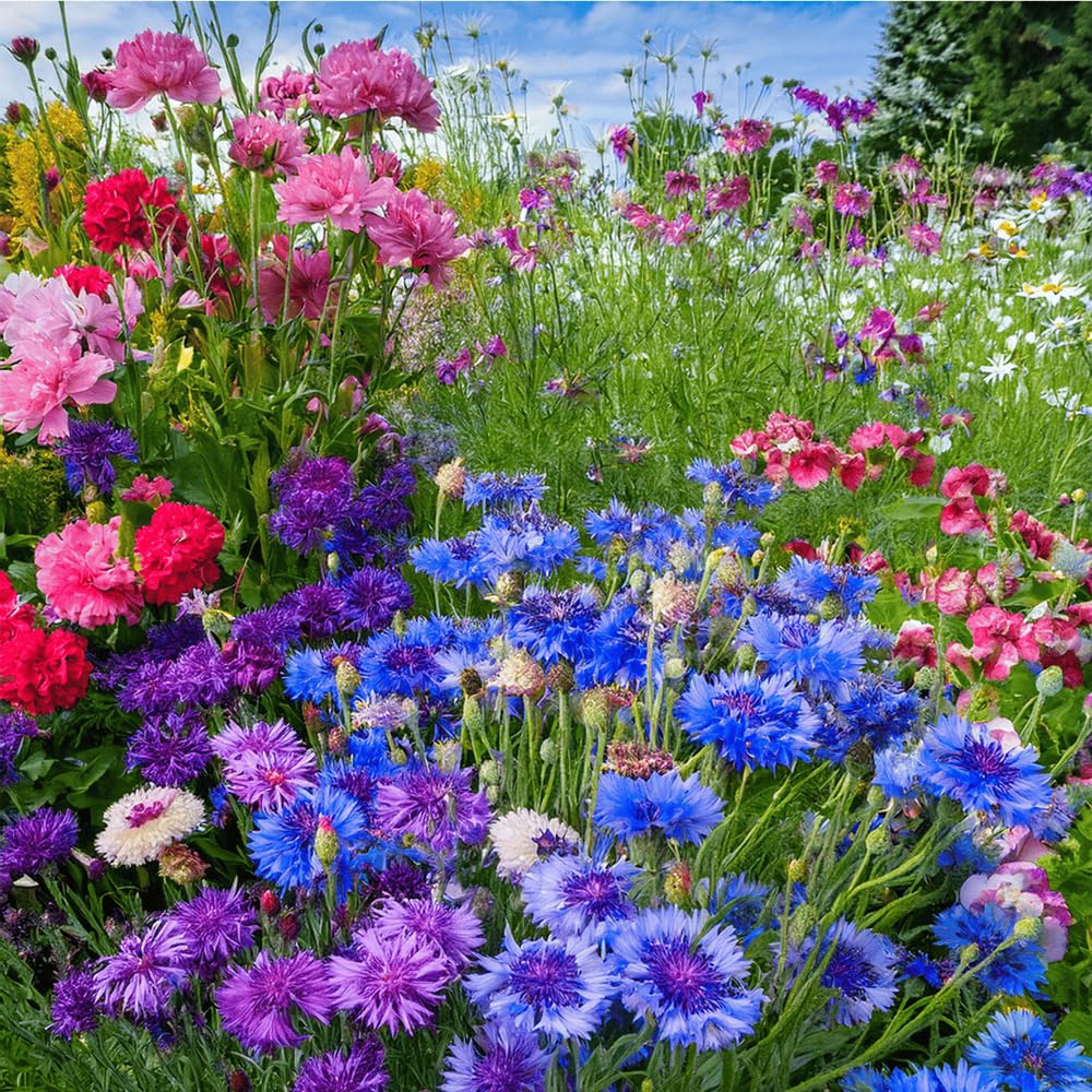 Mixrug dwarf cornflower planting beds ideal for compact containers.