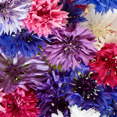 Mixrug dwarf cornflowers for compact growth in containers
