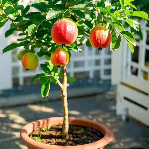 Mixrug Dwarf Guava Seeds with fragrant flowers attracting pollinators.