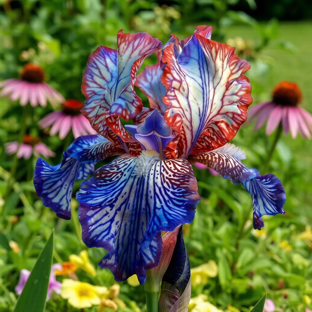 Mixrug dwarf iris plants in containers add year-round color.