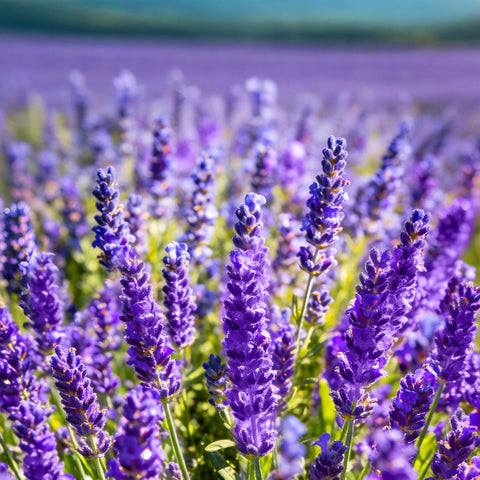 Mixrug Dwarf Lavender Seeds suited for container garden setups