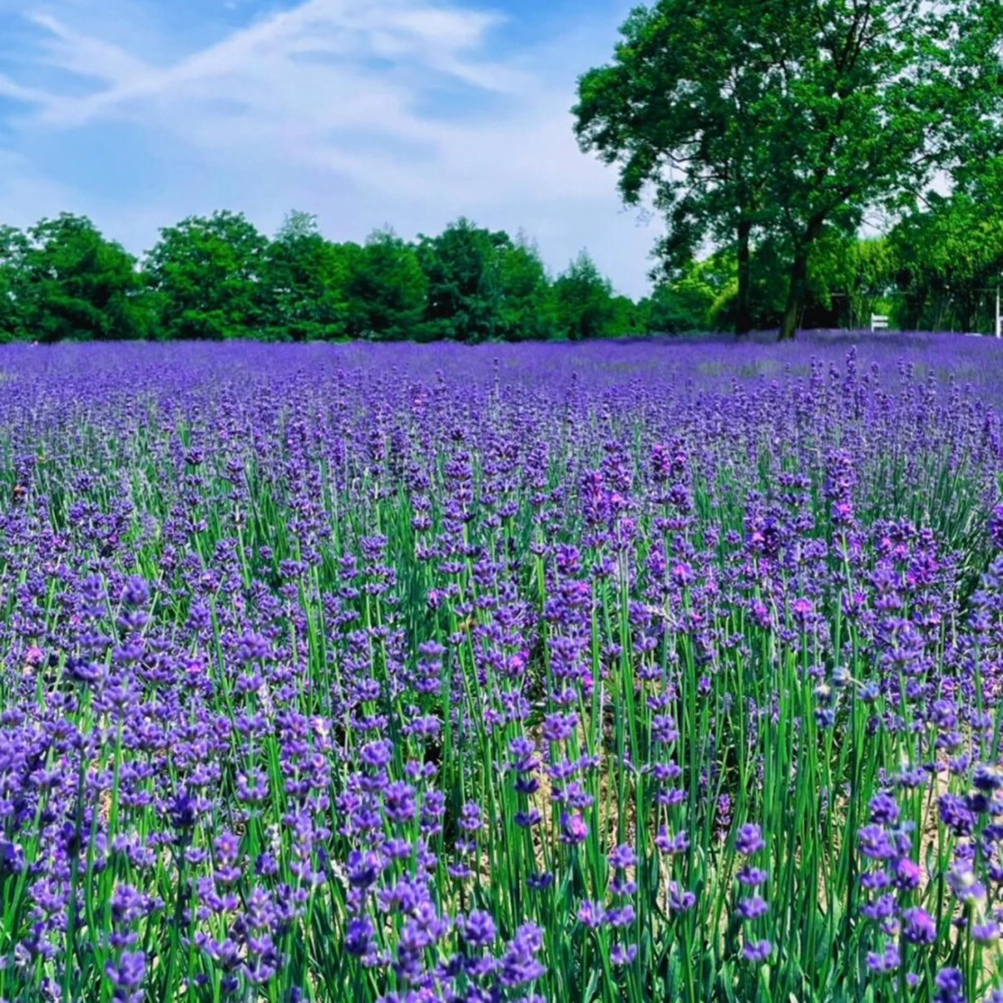 Mixrug Dwarf Lavender Seeds perfect for creating a perennial border