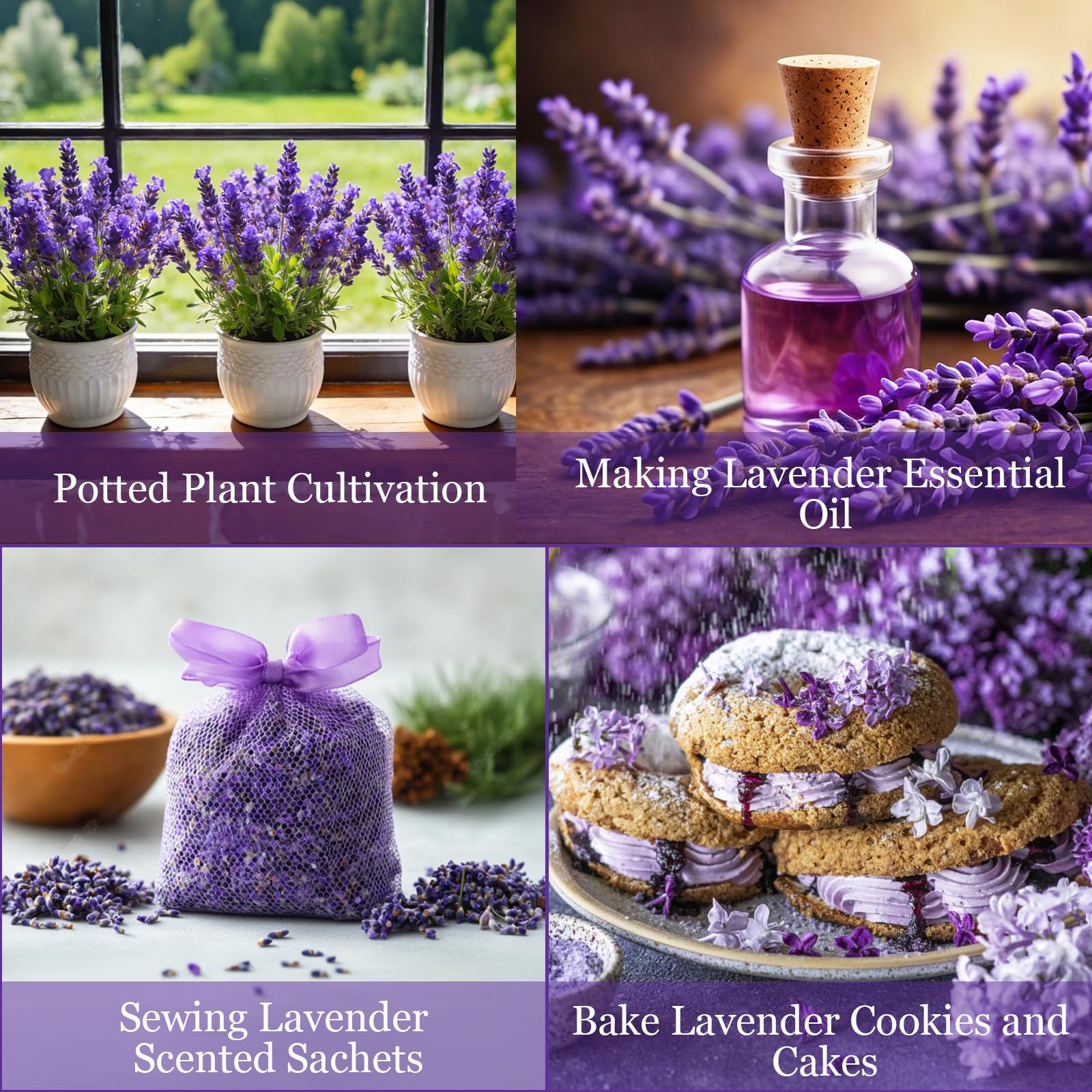 Mixrug Dwarf Lavender Seeds sowing with light exposure for sprouting
