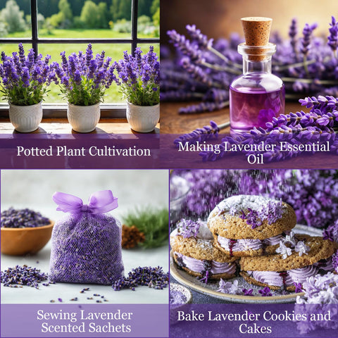Mixrug Dwarf Lavender Seeds sowing with light exposure for sprouting