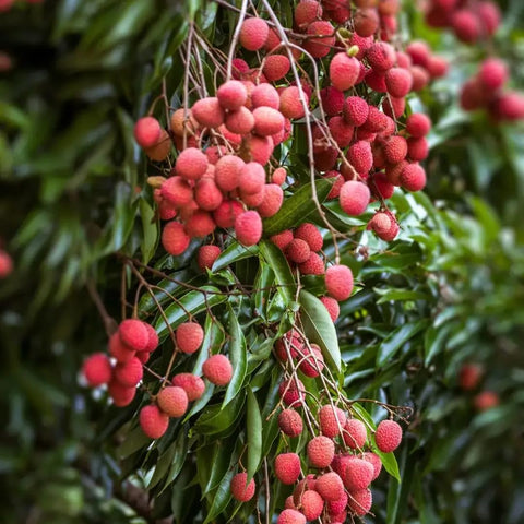 Mixrug Dwarf Lychee fragrant blossoms attracting bees in a garden.