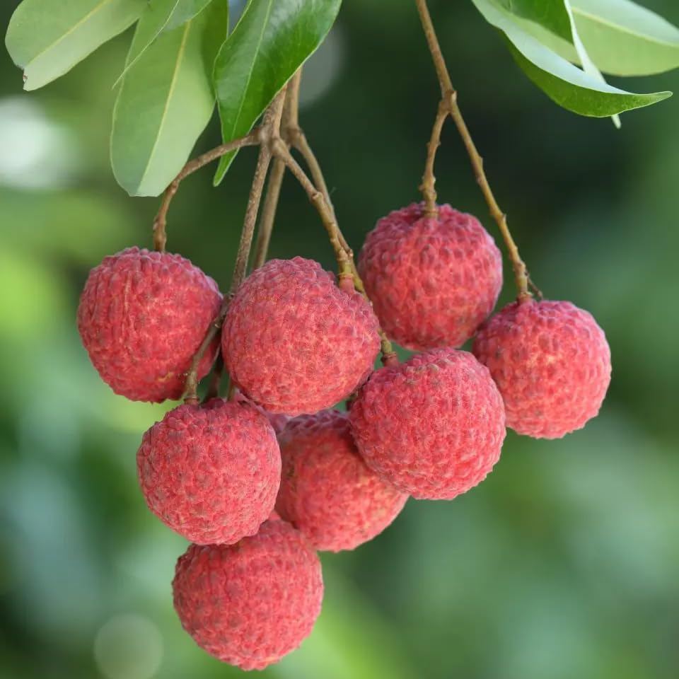 Mixrug Dwarf Lychee fruit forming on branches for hopeful harvest.