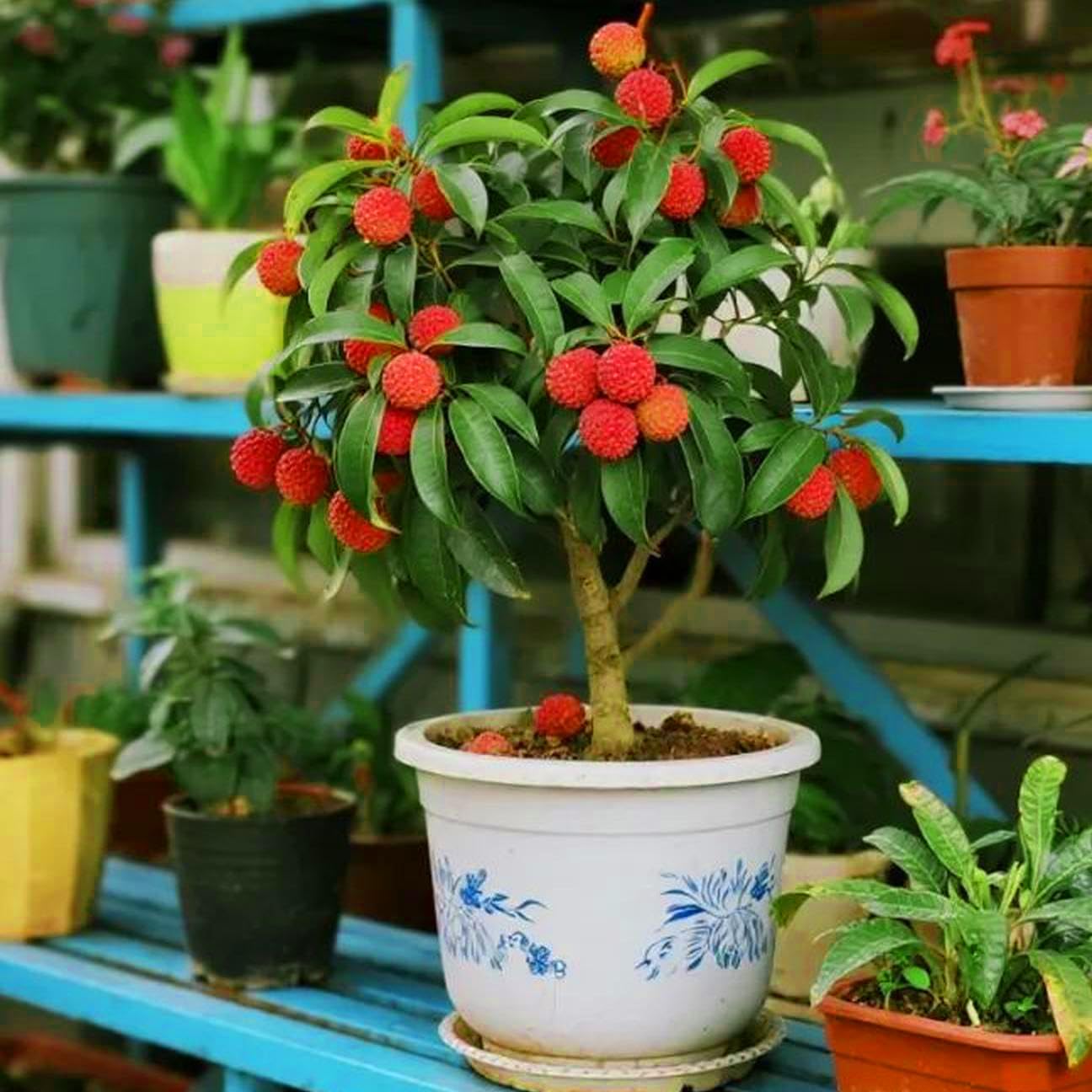 Mixrug Dwarf Lychee thriving in a sunny home garden setting.