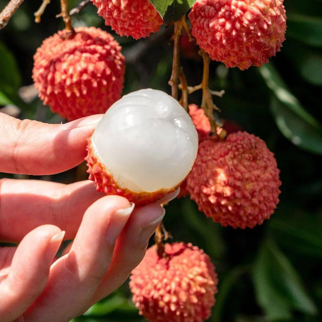 Mixrug Dwarf Lychee seeds packet for easy home planting and future harvest.